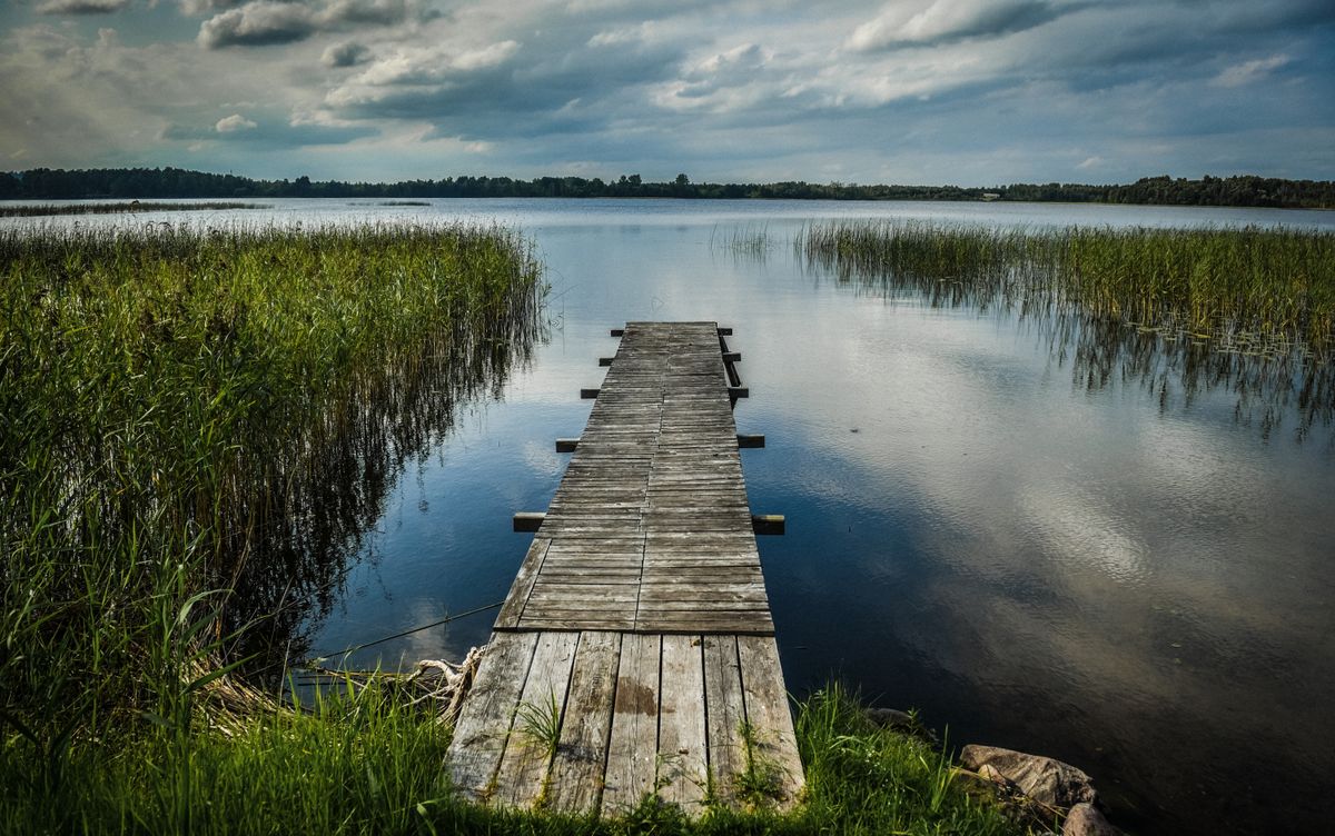 Beautiful shot of a berth surrounded by water grass