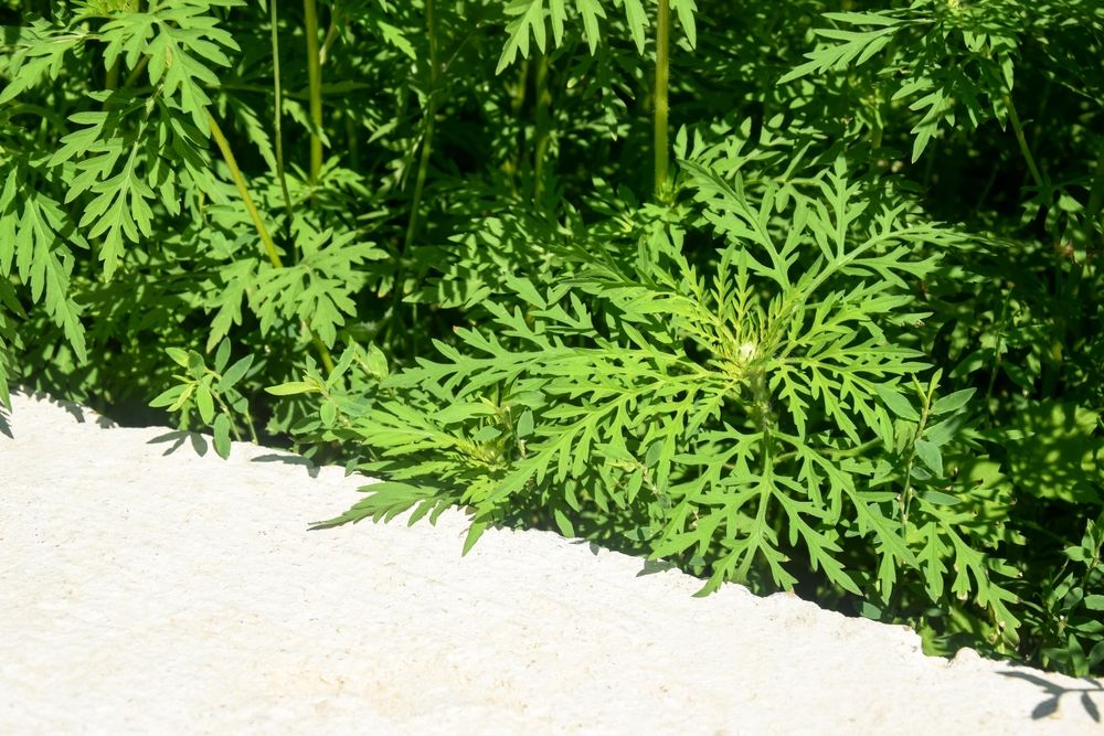 American,Common,Ragweed,Grows,Near,The,Road.,Dangerous,Plant.,Ambrosia