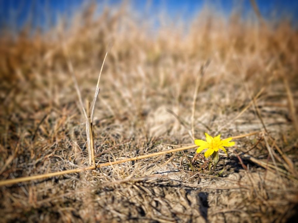 Hortobágy,National,Park,,Hungary.life,In,A,Drought!