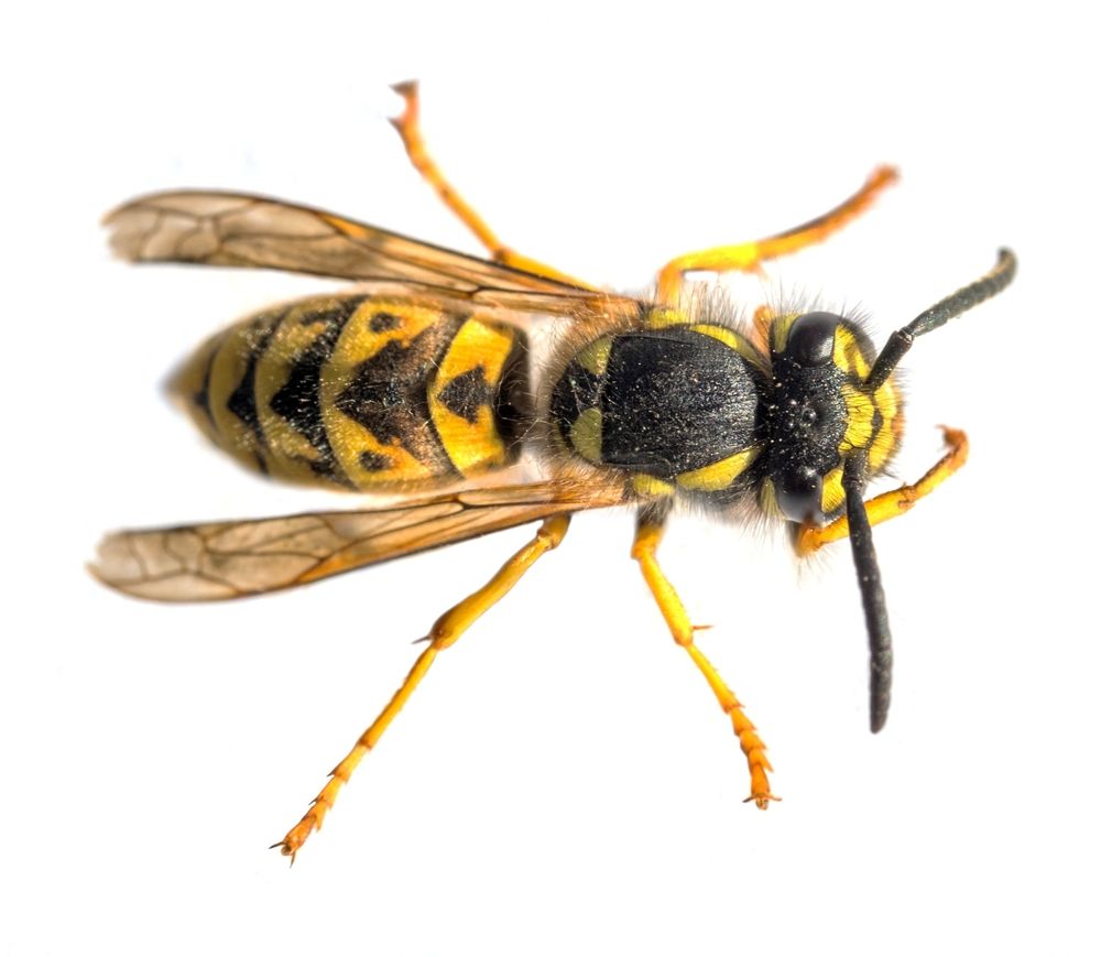 European,Common,Wasp,German,Wasp,Or,German,Yellow,Jacket,Isolated