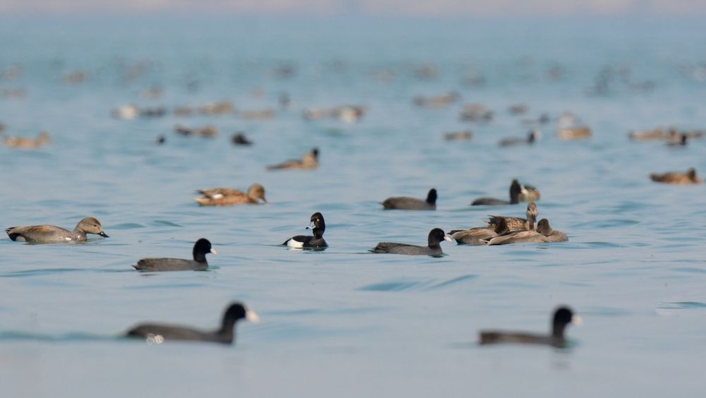 Tufted,Duck,,Common,Coot,,Gadwall,And,Other,Species,Of,Waterfowls