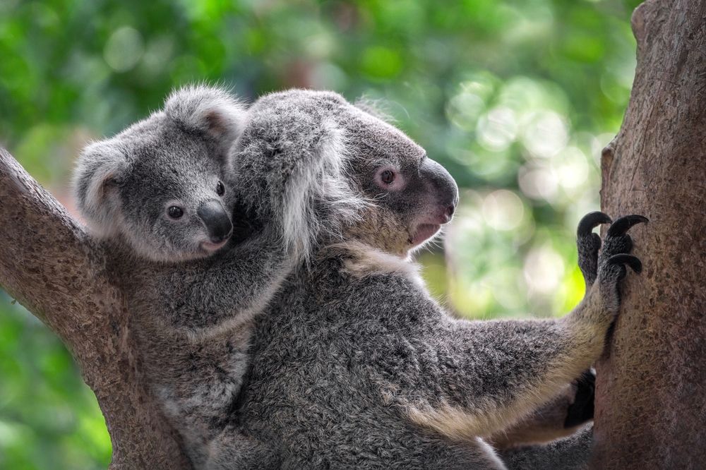 Discover,The,Adorable,And,Iconic,Koala,Of,Australia,With,This