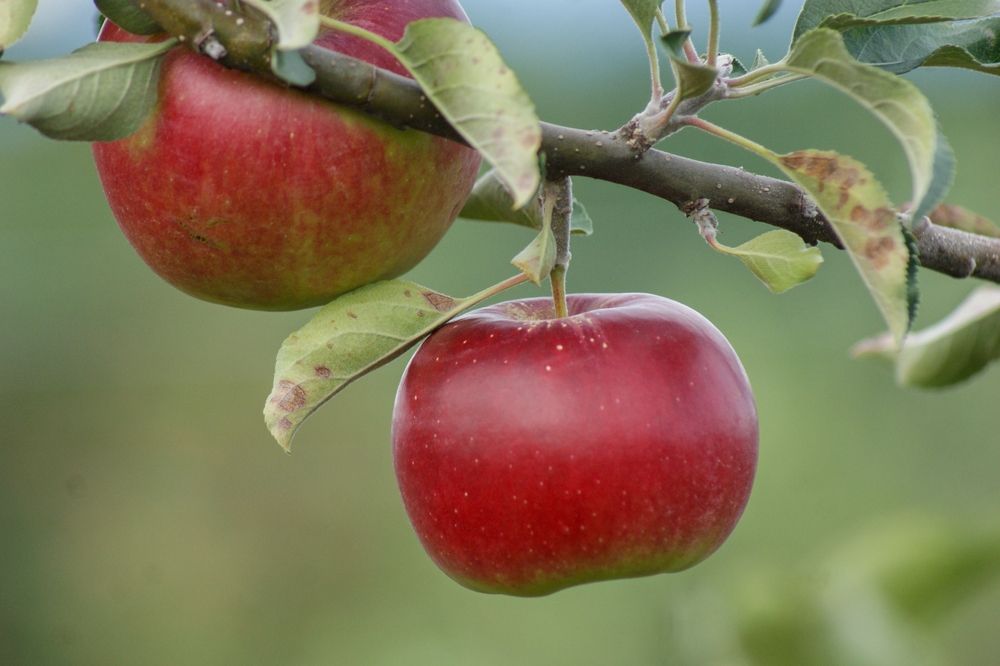 Apple,Trees,In,Full,Production,In,A,Plantation