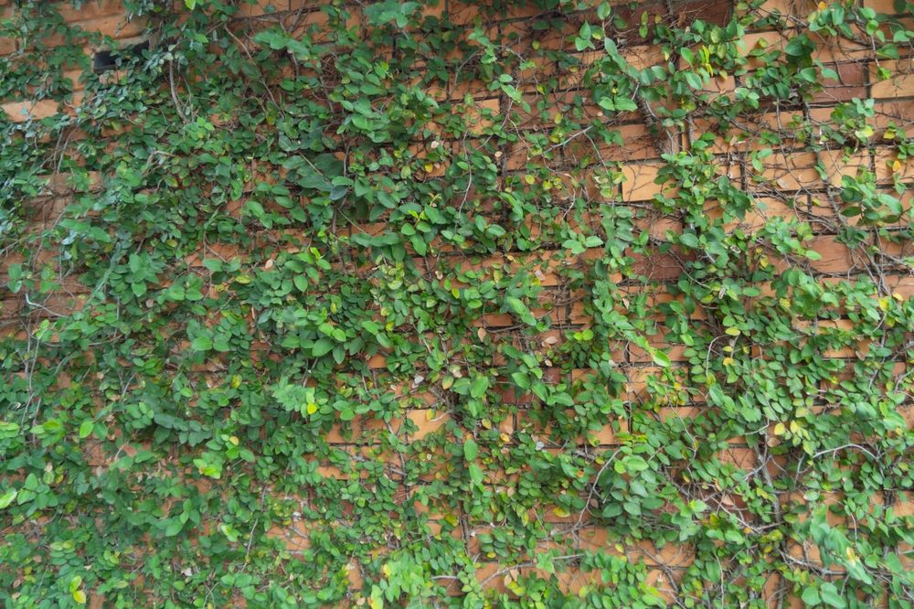 Red,Brick,Wall,Pattern,Surface,Texture,With,Ivy,Plant,With