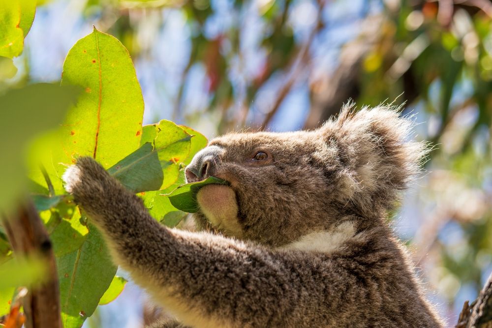 koala, fa, levél, eszik