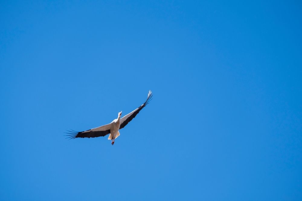 Stork,(ciconia,Ciconia),Flying,In,The,Blue,Sky.,A,Stork