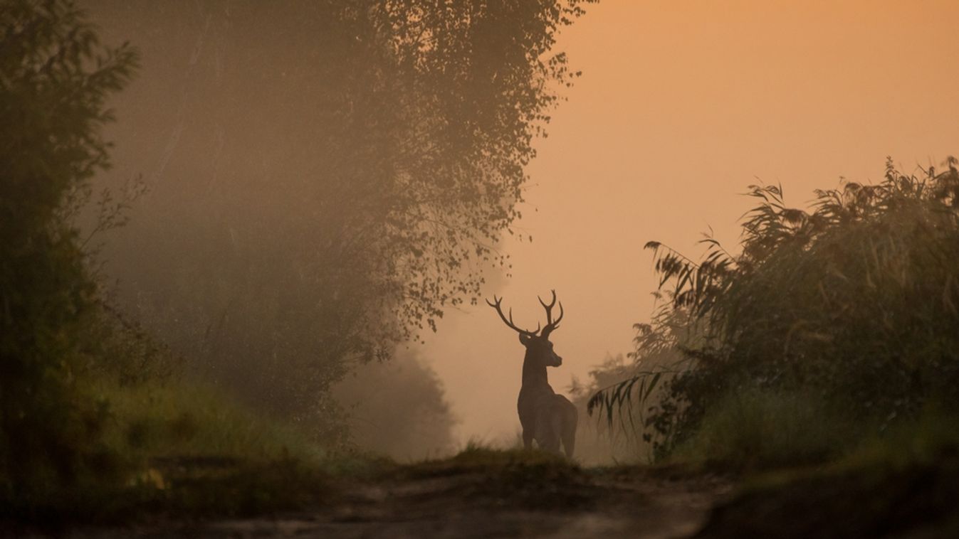 Red,Deer.,Deer,,Rut.,Wildlife.