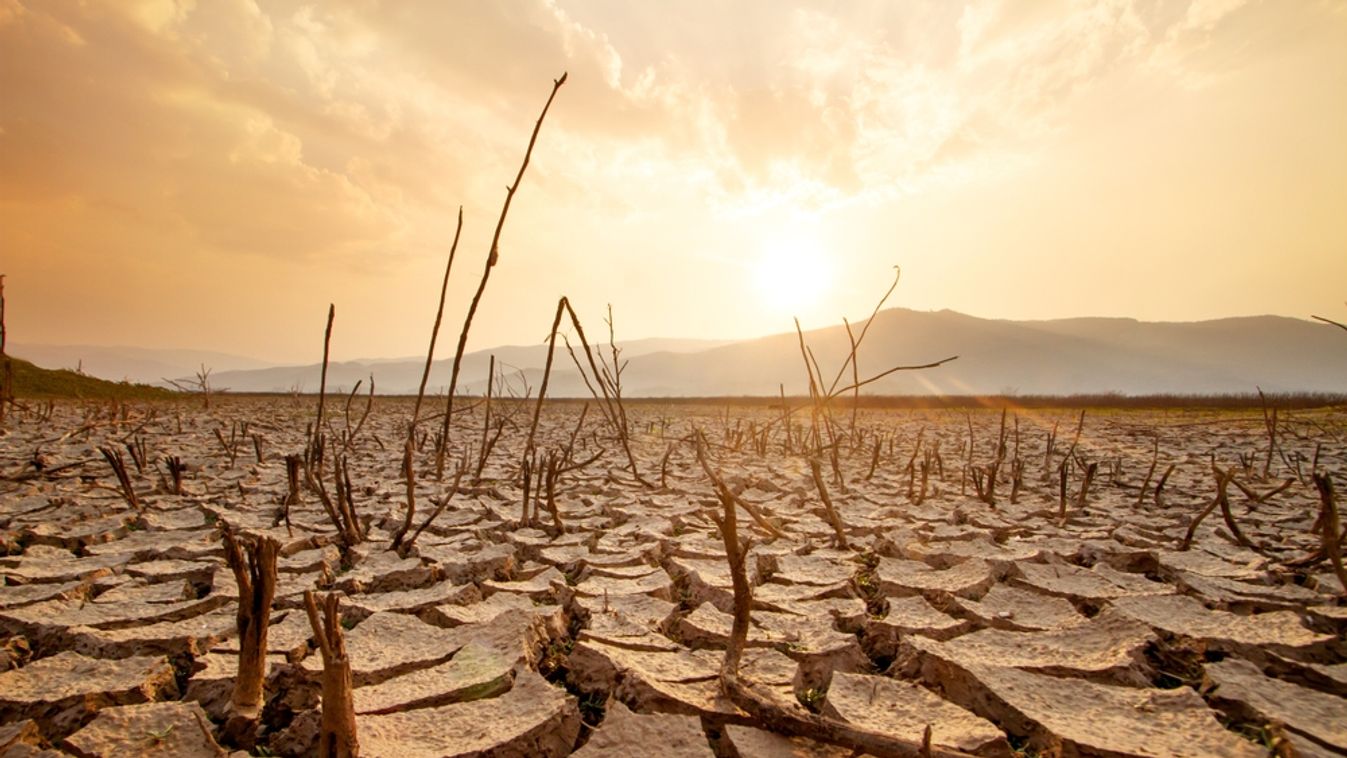 Dead,Trees,On,Dry,Cracked,Earth,Metaphor,Drought,,Water,Crisis