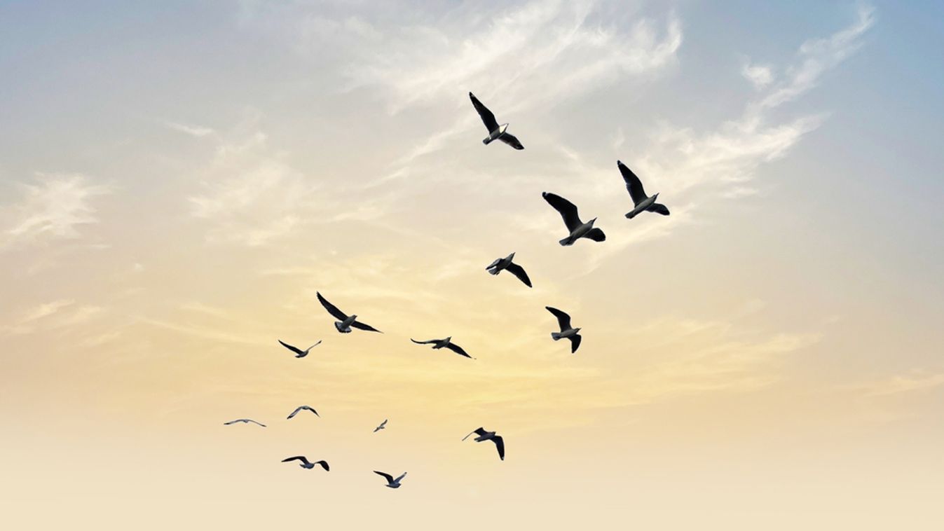 Many,Birds,Flying,On,Dramatic,Sky,Background.