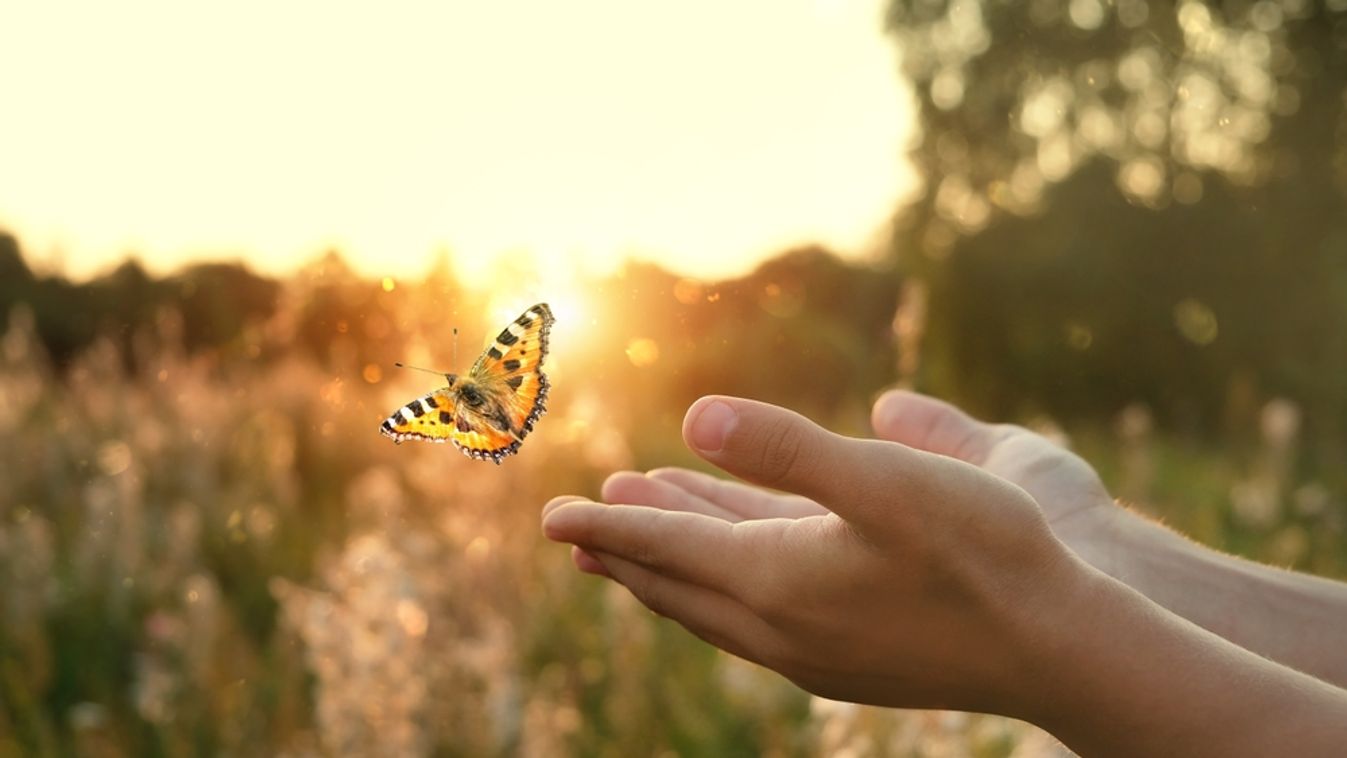 Flying,Butterfly,And,Human,Hands,On,Abstract,Sunny,Natural,Background.