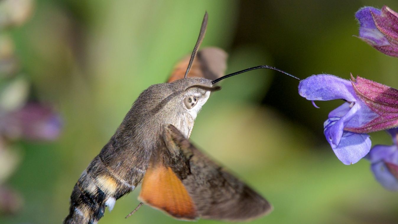 Hummingbird,Hawk-moth,-,Macroglossum,Stellatarum,-,Sucks,Nectar,With,Its