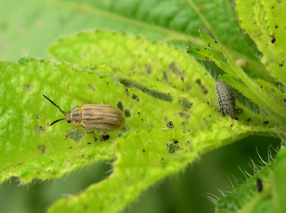 allergiaellenes, bogár, parlagfű, rágja