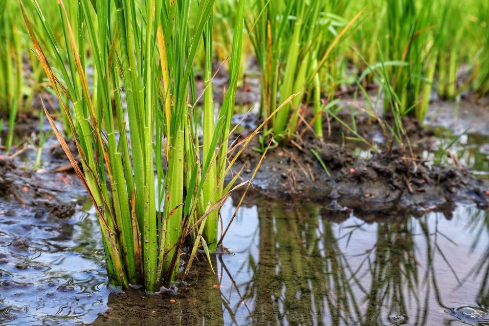 Young,Rice,Plants,Grow,Well,In,Watery,And,Muddy,Land.