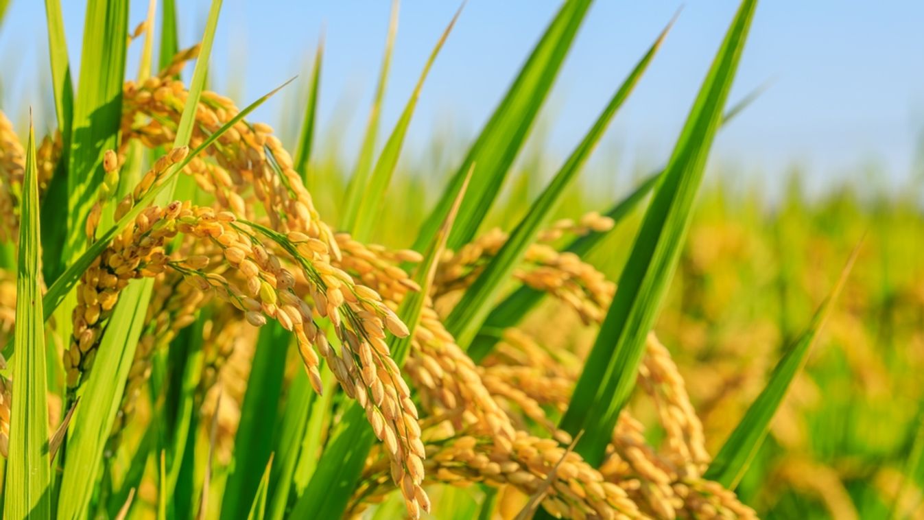 Ripe,Rice,In,Farm,Fields.,Autumn,Harvest,Season.