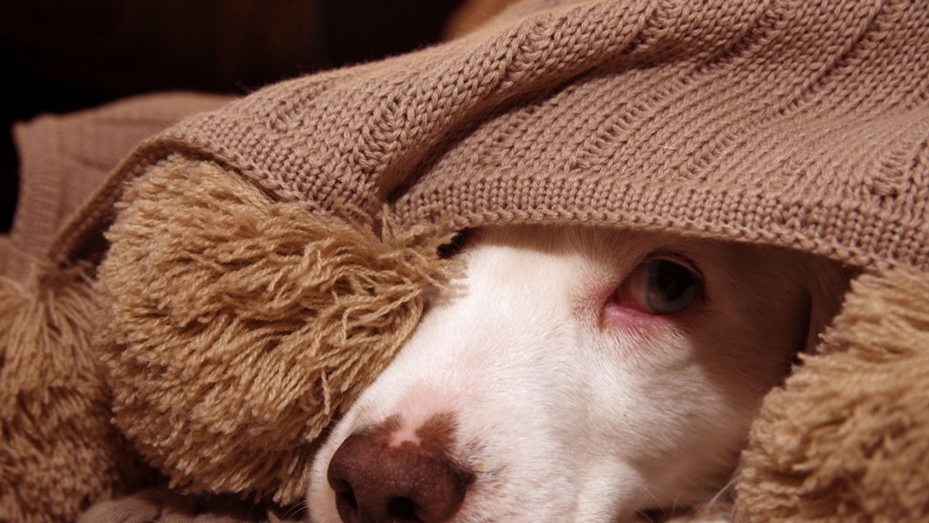 Sick,Or,Scared,Dog,Covered,With,A,Warm,Tassel,Blanket