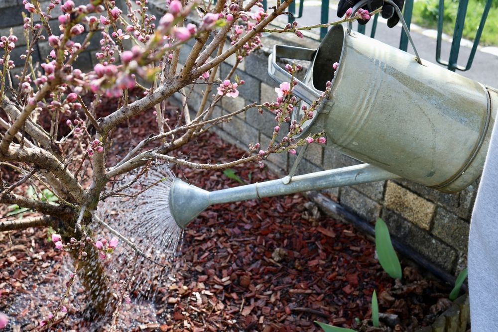 Man’s,Hand,With,Watering,Can,Watering,The,Blooming,Peach,Tree