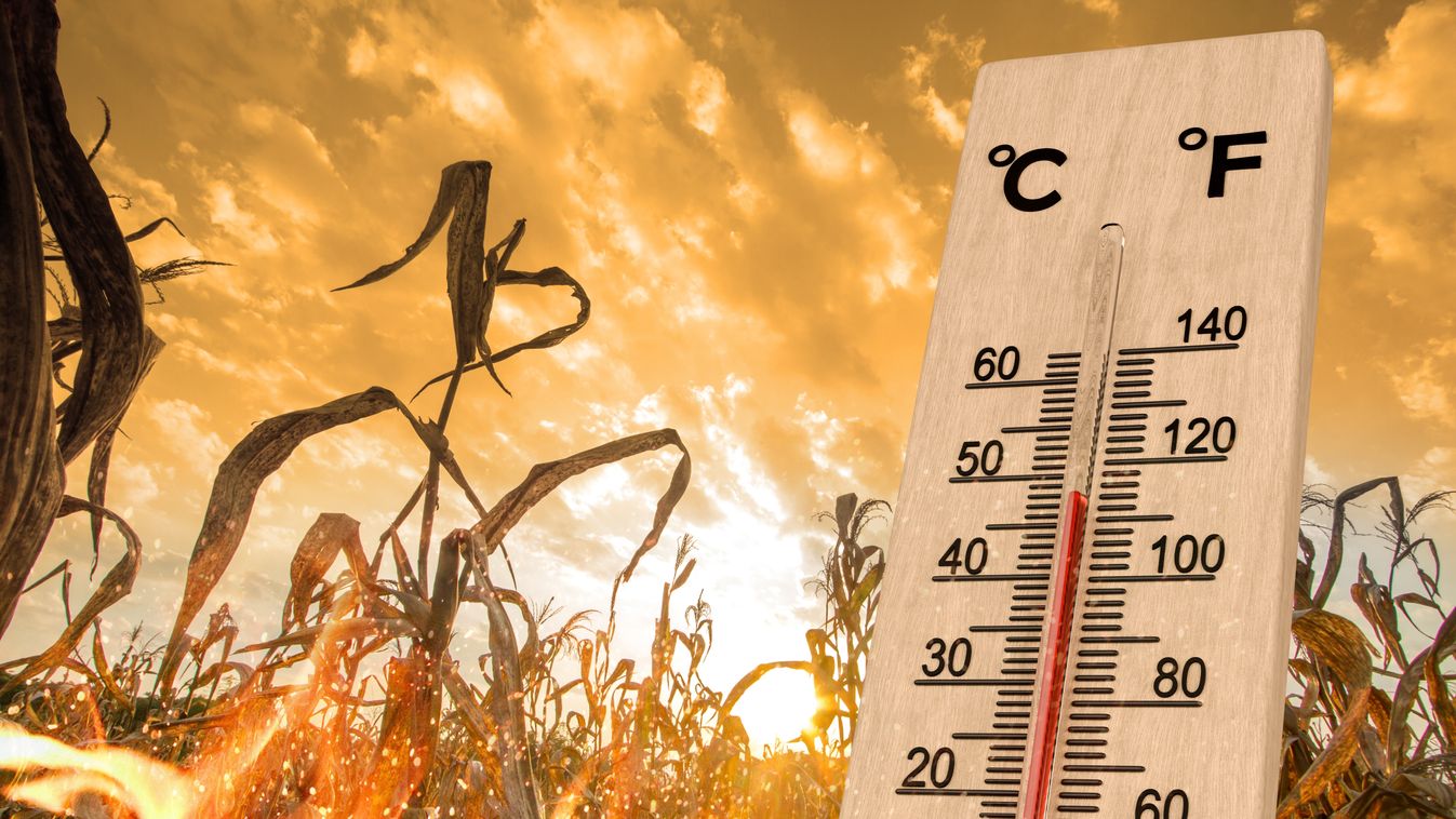 Hot,Weather,And,Crop,Loss,Concept.,Heatwaves,Impact,Agriculture.