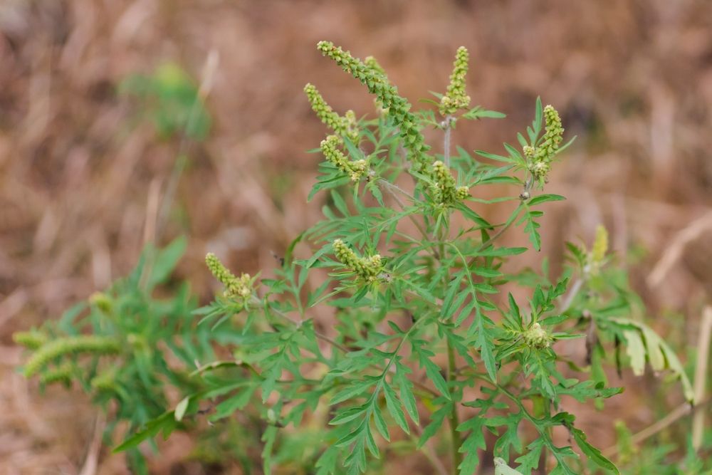 Ragweed,Blooming,Bushes.,Dangerous,Weed,Flower,Hay,Fever.,Ambrosia,Artemisiifolia