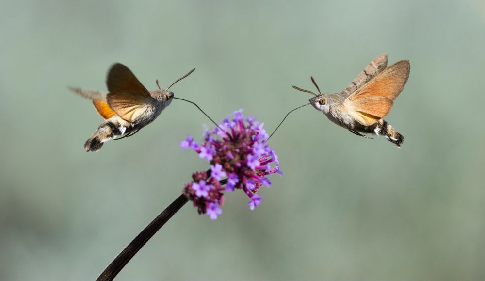 Hummingbird,Hawk,Moth,(macroglossum,Stellatarum),Sucking,Nectar,From,Flower,In