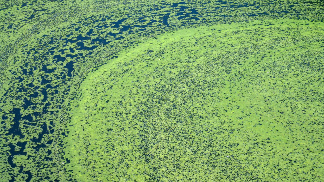 Algae,Polluted,Water.,Film,Of,Algae,On,Surface,Of,The