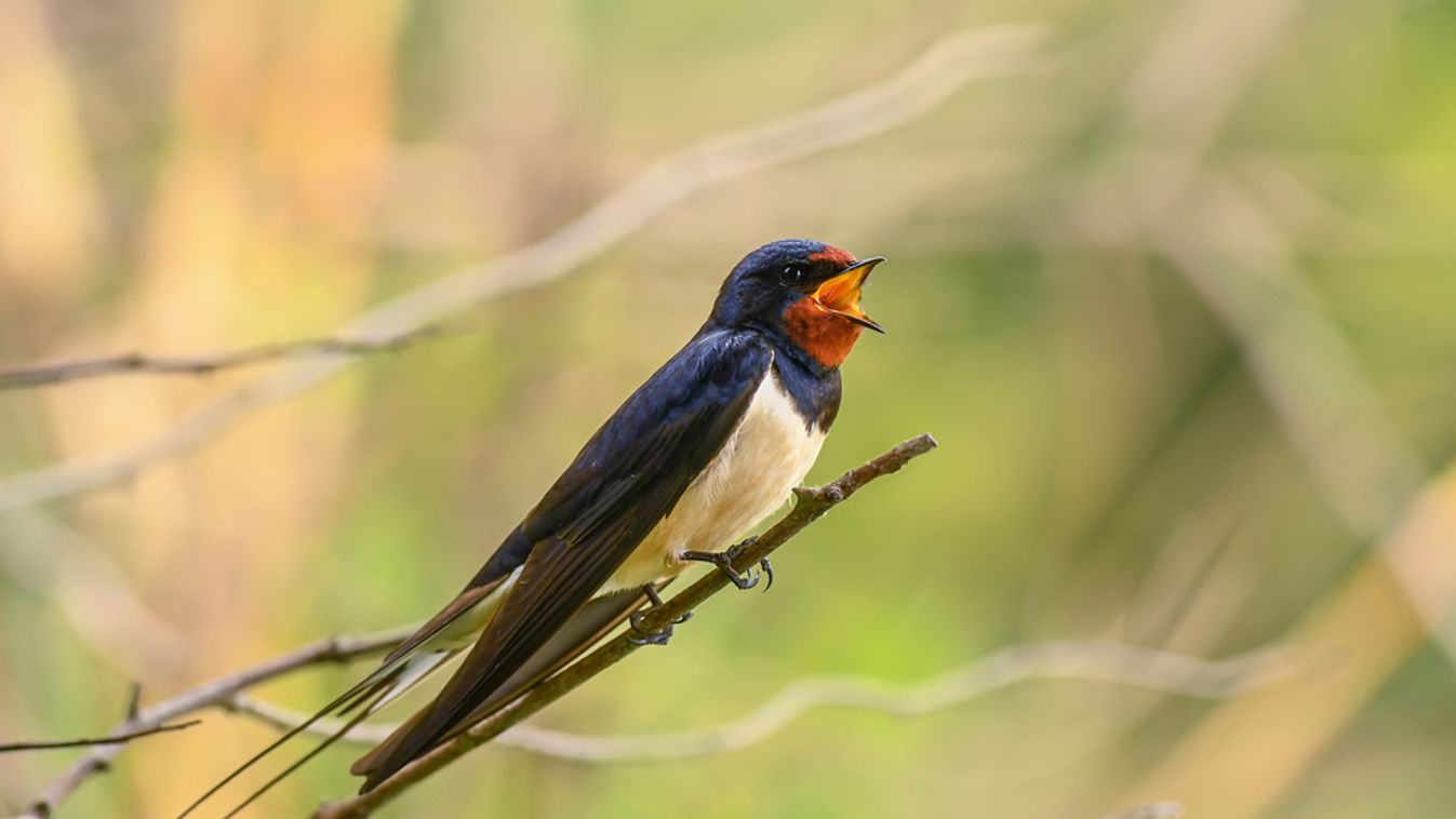 Barn,Swallow,-hirundo,Rustica,,Beautiful,Popular,Perching,Bird,From,Europe,