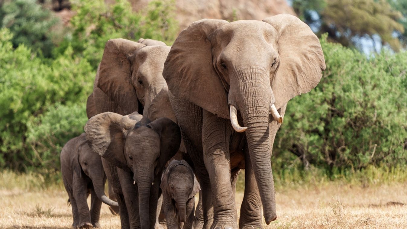 Elephant,Herd,Walking,In,The,Green,Season,In,A,Game