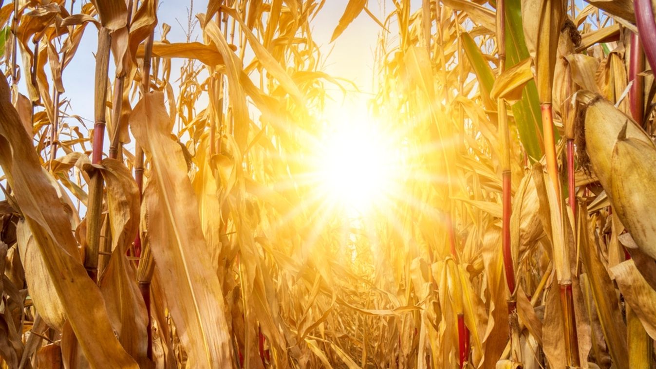 Hot,Temperature,,Summer,Heat,And,Dryness,In,Agriculture