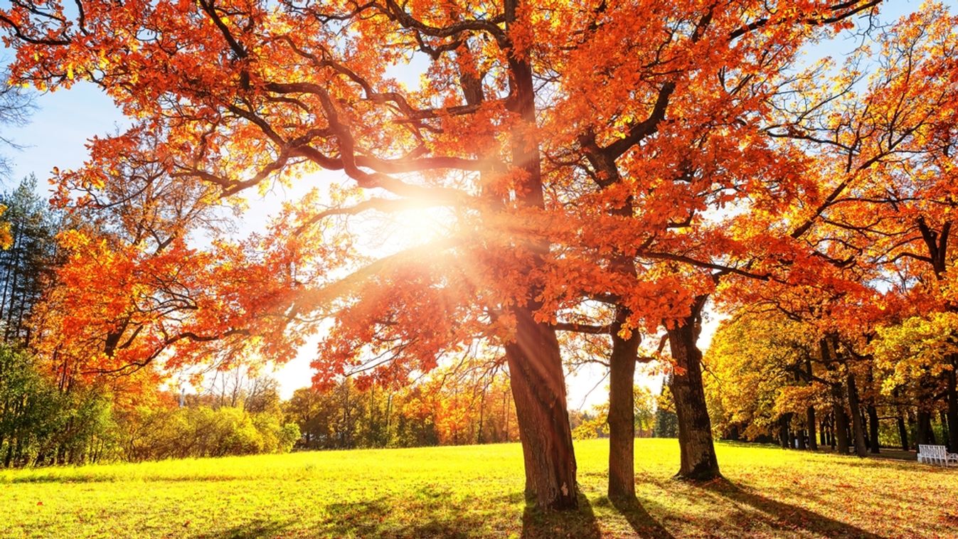 Orange,Color,Trees,,Green,Grass,And,Red,Brown,Leaves,In