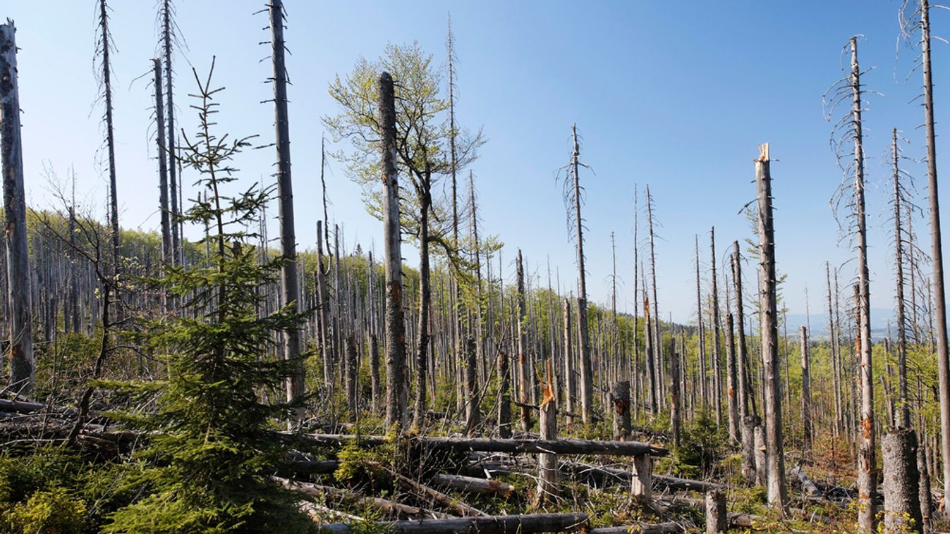 Mixed,Forest,With,Dead,Spruces,,Regeneration,,Bayerischer,Wald,National,Park,