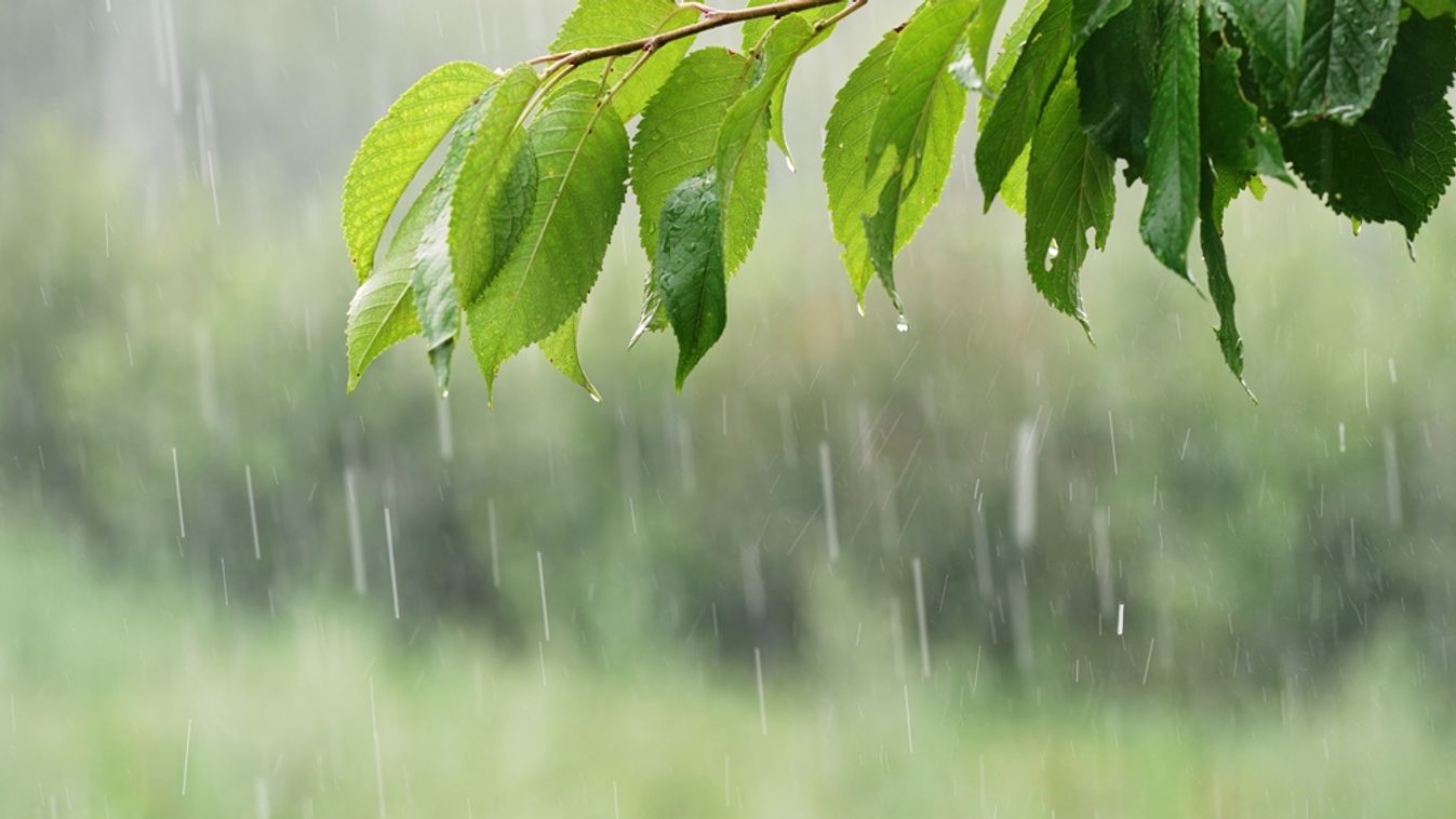 Summer,Heavy,Rain,In,Forest.,Drops,Of,Water,Dripping,From