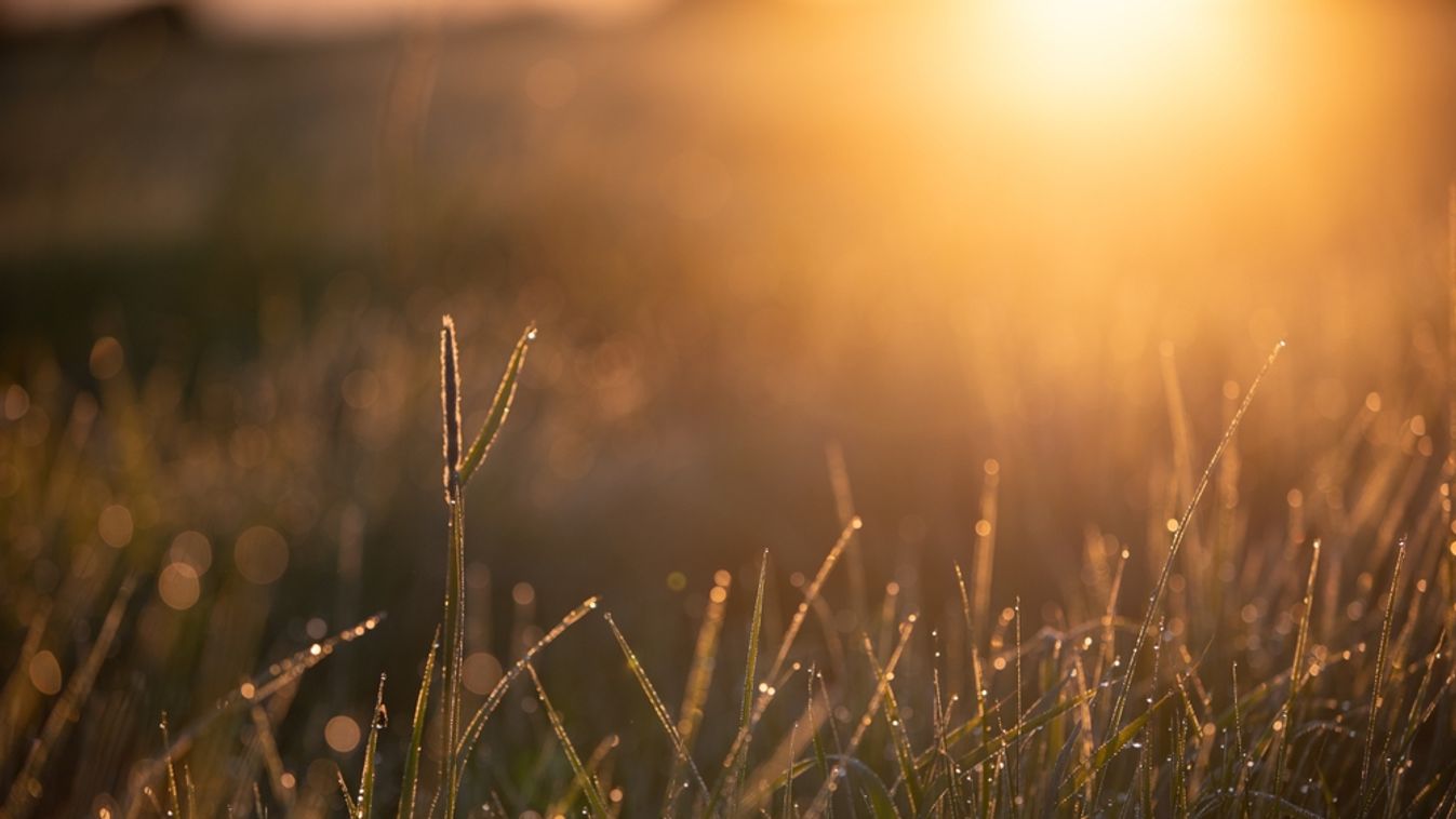 Photo,Of,Grass,In,Early,Morning,Dew