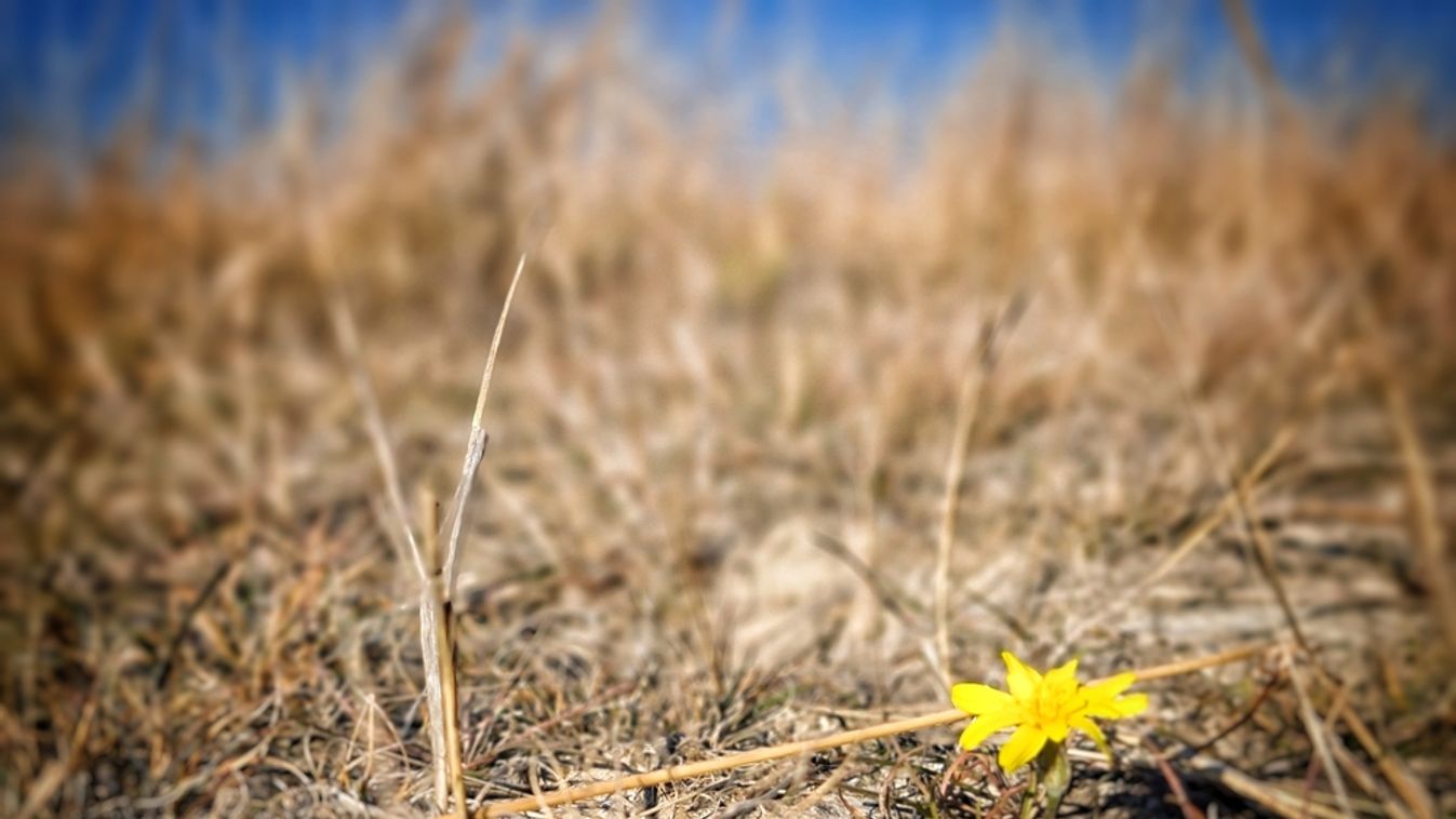 Hortobágy,National,Park,,Hungary.life,In,A,Drought!