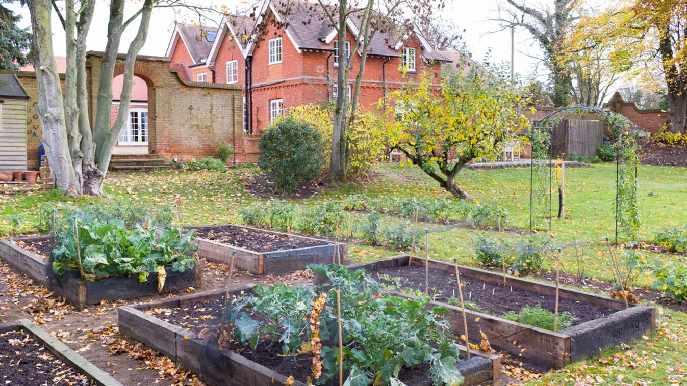 Victorian,Garden,In,Autumn,In,The,Uk,With,Vegetables,Growing