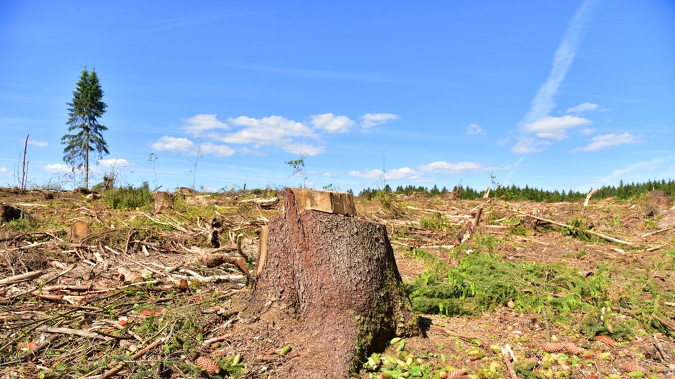 Deforestation,And,Forest,Clearance.,Illegal,Logging.,Forest,Destruction,,Felling,Trees.