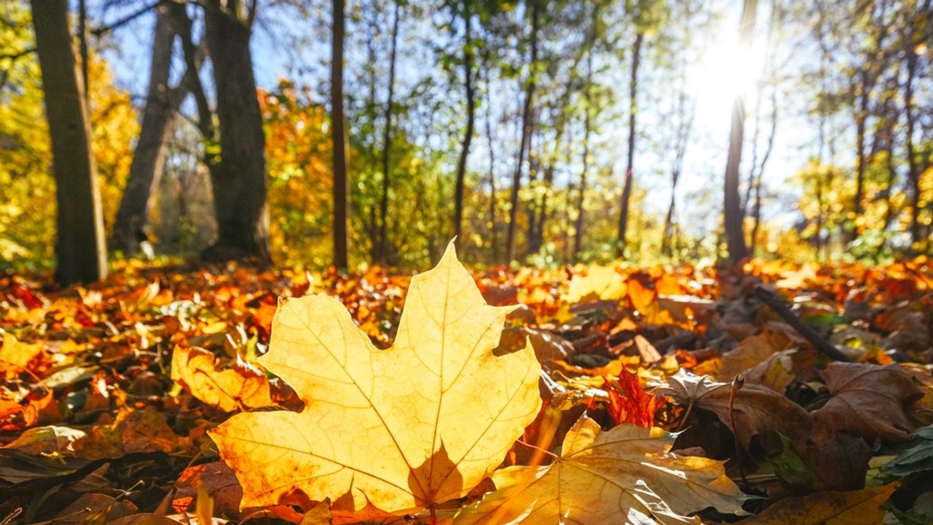 Amazing,Autumn,Park,(forest),With,Colorful,Trees,And,Sunlight.,Autumn