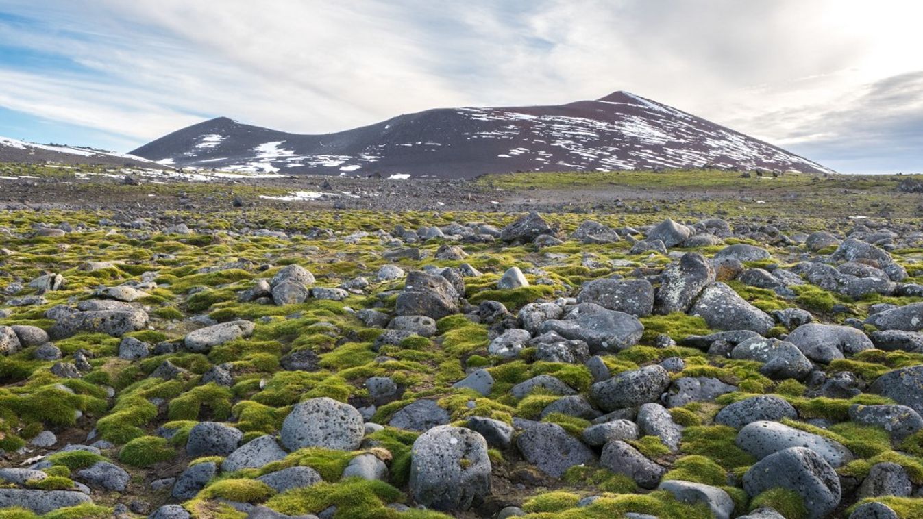 Surprising green carpet of Antarctic hair grass (Deschampsia antarctica) on Penguin Island in South Shetland, Antarctica