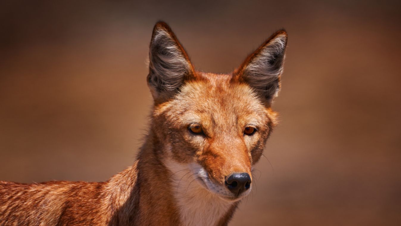 Ethiopian,Wolf,,Canis,Simensis,,In,The,Nature.,Bale,Mountains,Np,