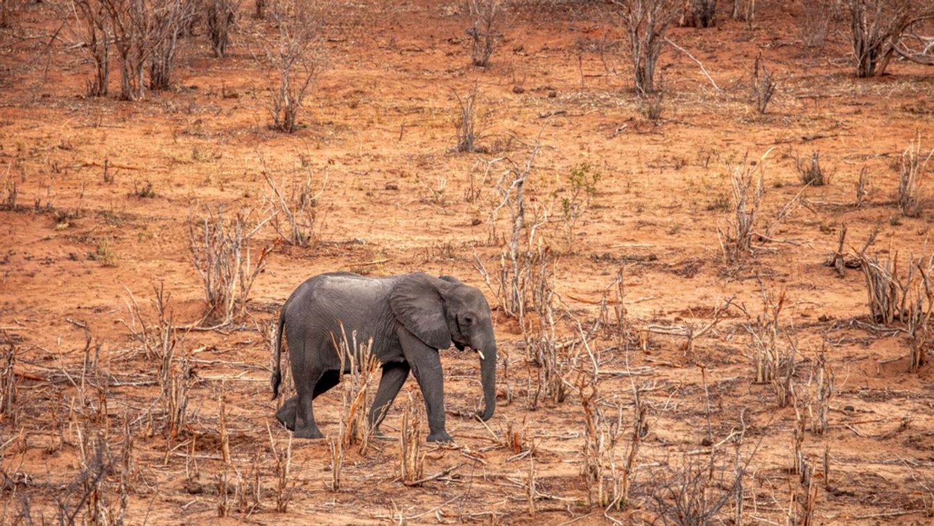 Baby,Elephant,On,Dry,Land,,Extreme,Drought,Effects,Of,Global