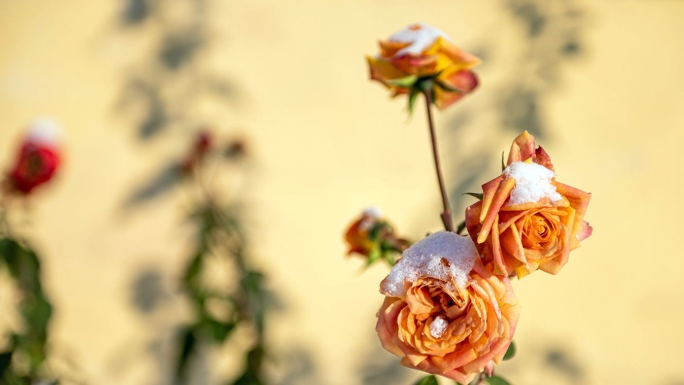 Close-up,Of,A,Yellow,Snowy,Rose,On,A,Defocused,Background,