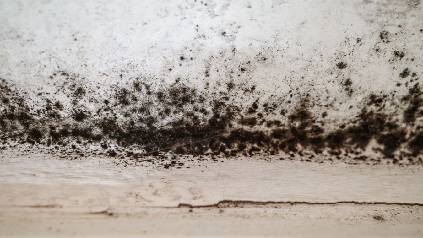 Spot,Of,Mold,,Mould,,Mildew,Or,Fungus,On,White,Wall