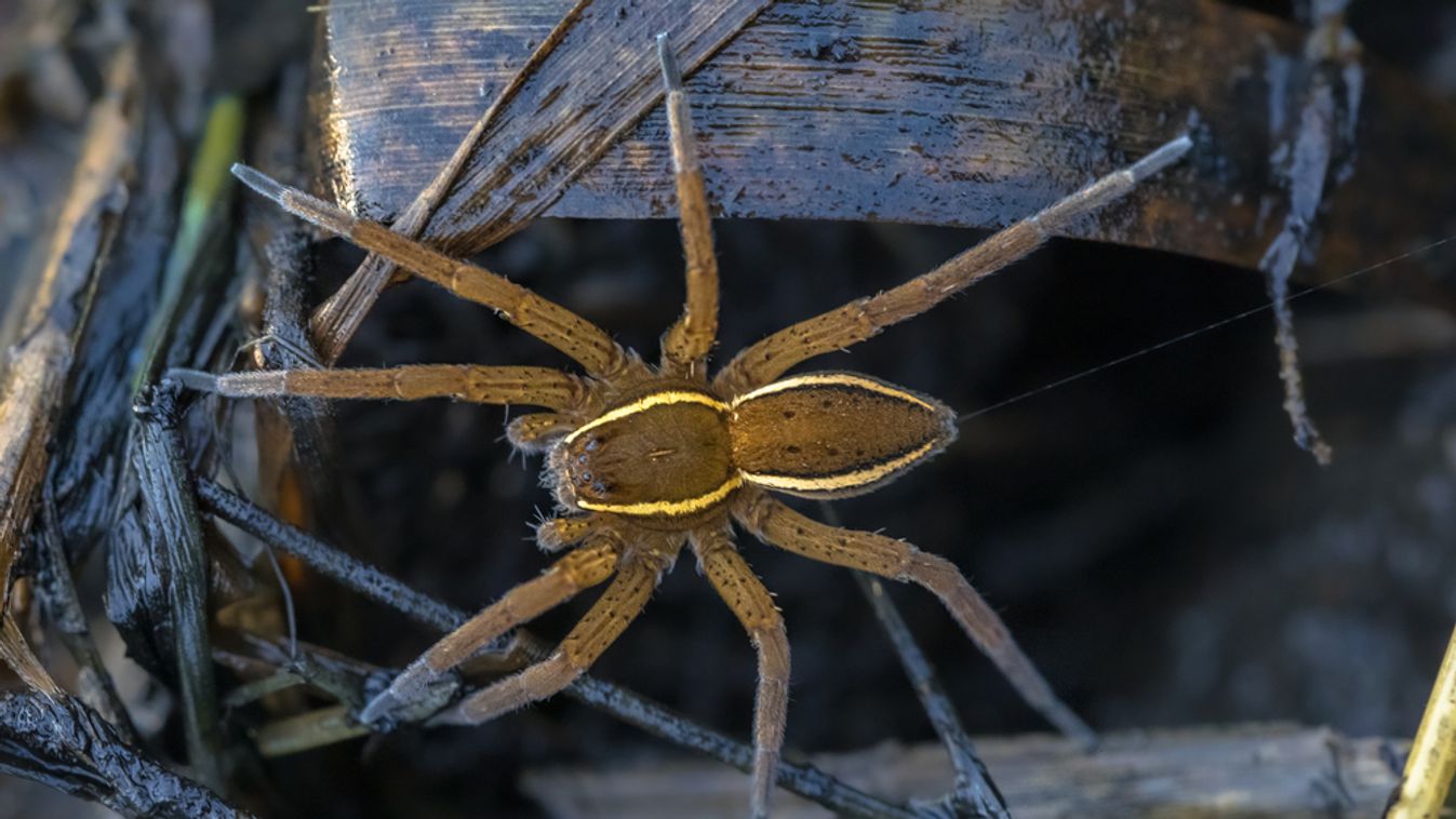 Great,Raft,Spider,Or,Fen,Raft,Spider,(dolomedes,Plantarius),Is