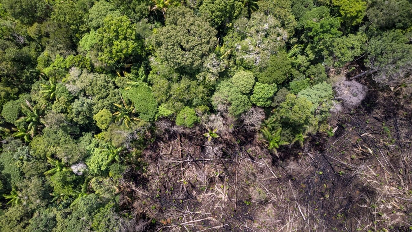 Amazon,Rainforest,Illegal,Deforestation,Landscape,Aerial,View,Of,Trees,Cut