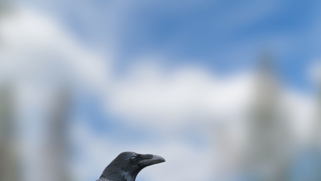 The,Hawaiian,Crow,Or,?alal?,(corvus,Hawaiiensis),Is,A,Species