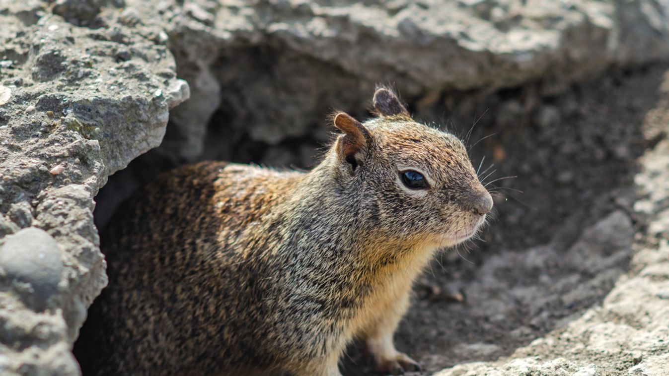 California,Ground,Squirrel,(spermophilus,Beecheyi),In,Central,Park,,Fremont