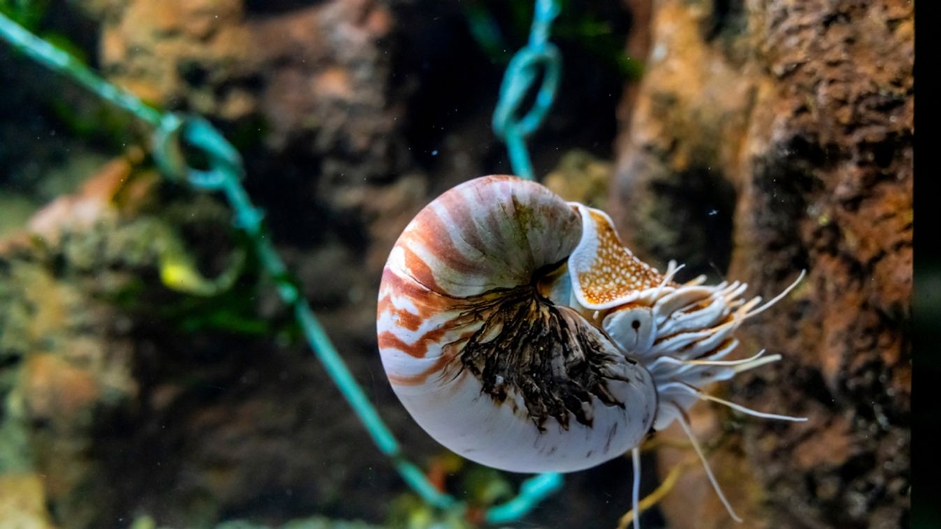 Nautilus,(nautilus,Belauensis),,In,The,Marine,Aquarium,Of,Gijon,,Spain