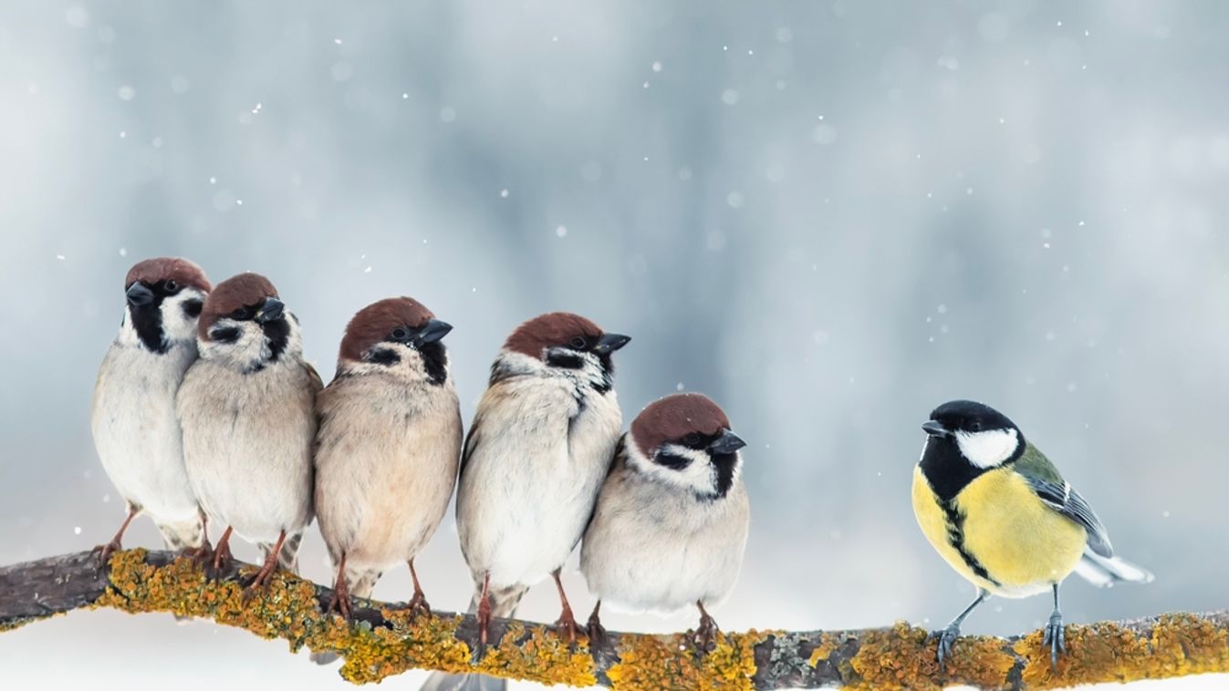 Flock,Of,Small,Birds,,Sparrows,And,A,Tit,Sitting,On