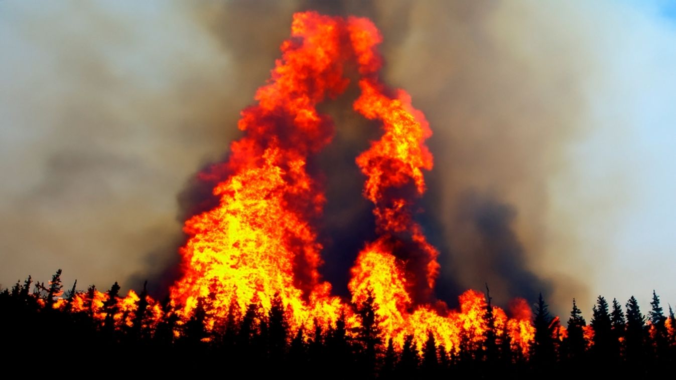 Wildfire.,Palisades.,Forest,Fire.,Forest.,Forest,Fire,In,Progress.,Fire.