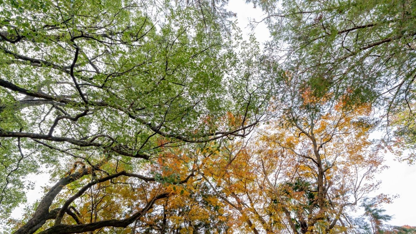 Vivid,Autumn,Tree,Under,Blue,Sky