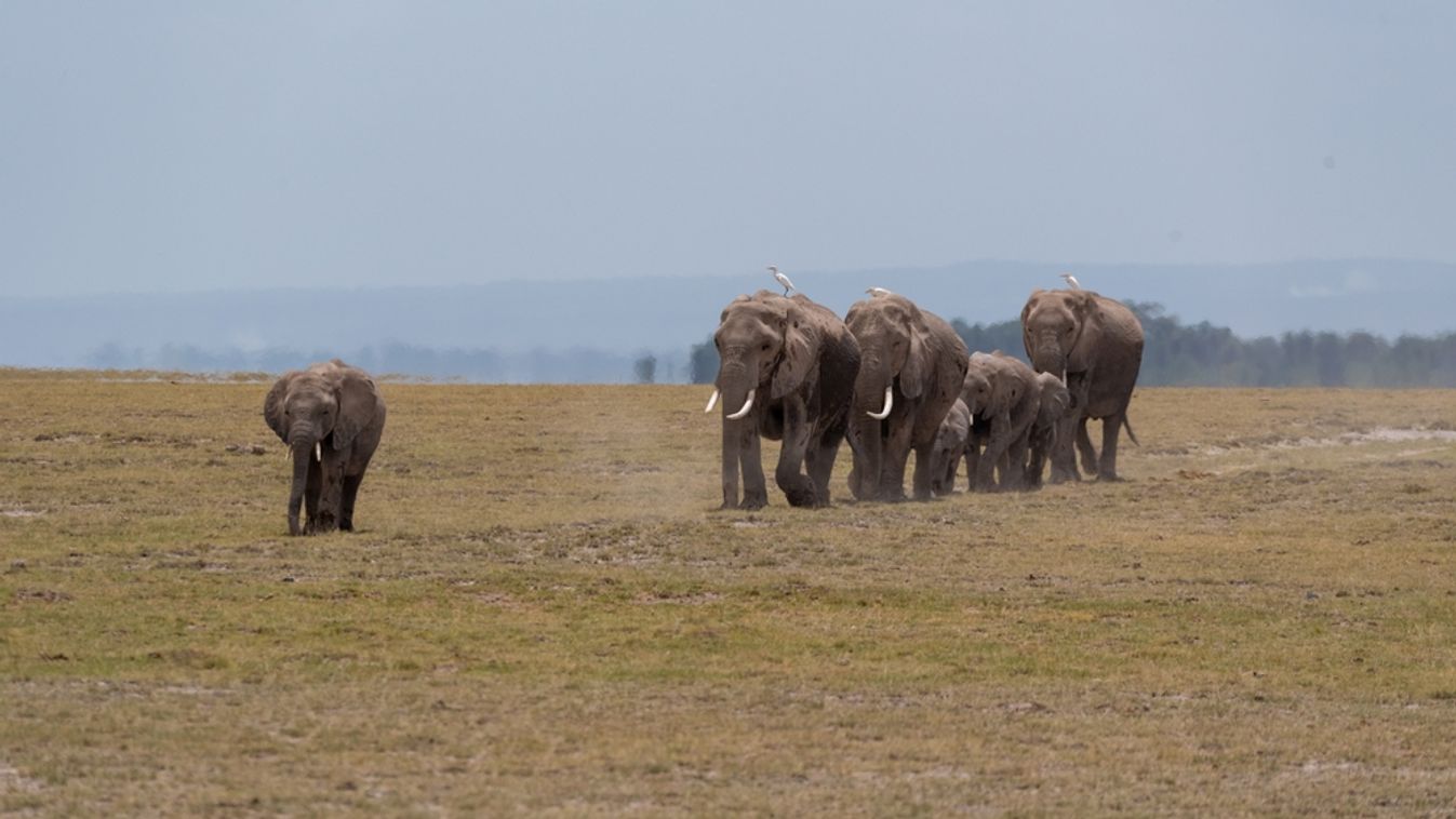 A,Family,Of,Elephants,Move,Across,The,Open,Grassland,As