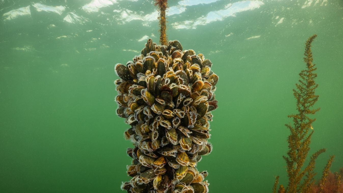 Mussel,Farm,Underwater.,Shellfish,Grow,On,Ropes,Suspended,From,The